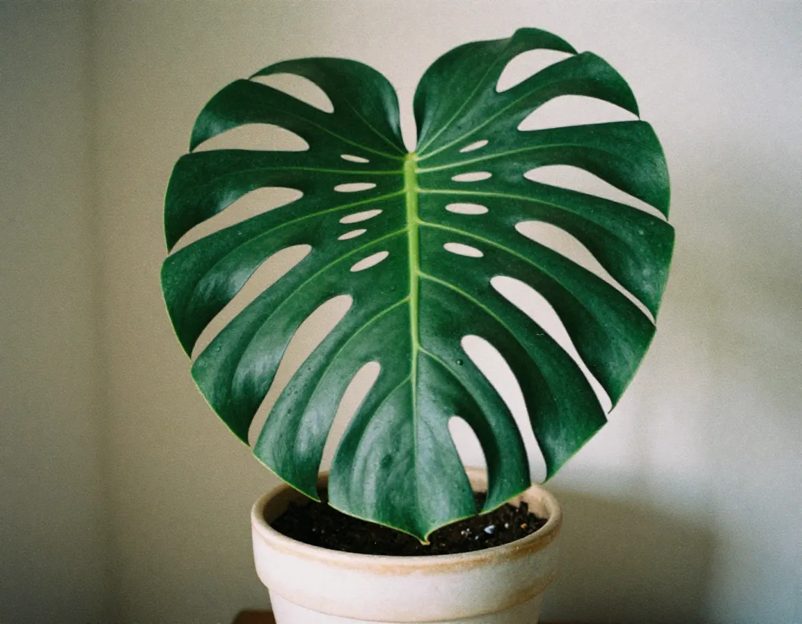 Monstera Deliciosa planta tropical de interior